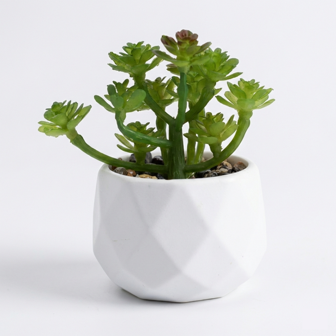 Plante en pot structuré