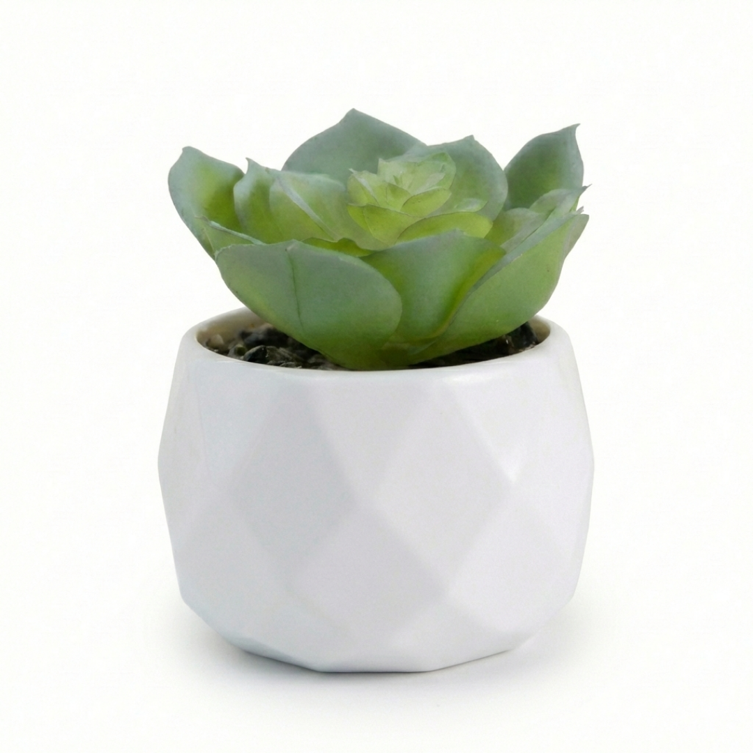 Plante en pot structuré