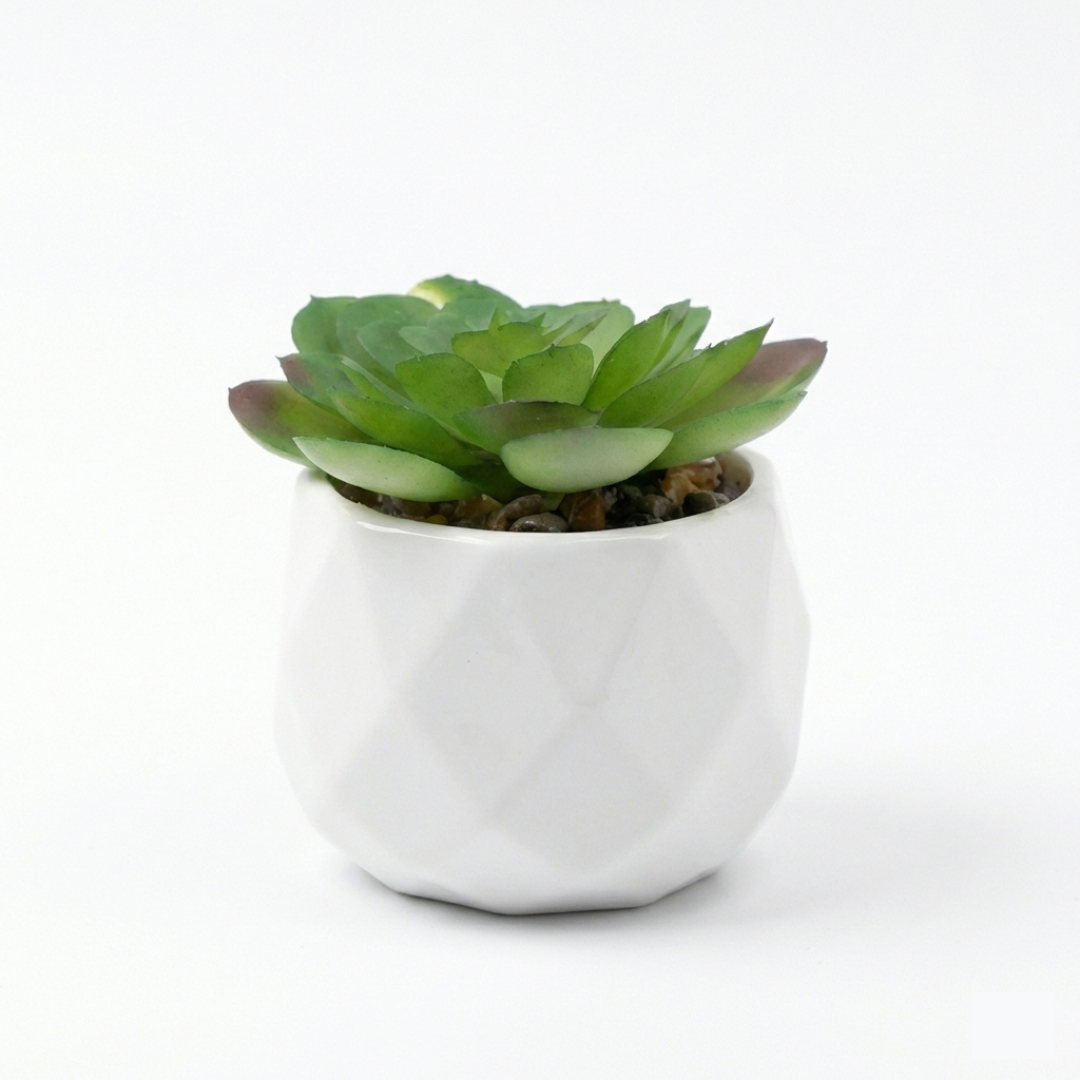 Plante en pot structuré